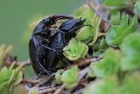 Kopula der Hirschkäfer