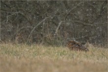 Leise rieselt der Schnee...