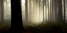 Nebel im Wald
