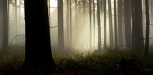 Nebel im Wald