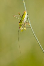 Nicht das jüngste ...