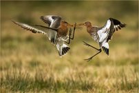 Zoff bei den Uferschnepfen