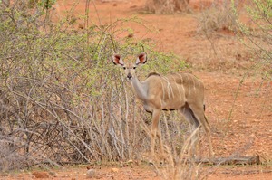 Großer Kudu