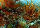 Coral Garden