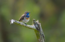 Das skandinavische Blaukehlchen