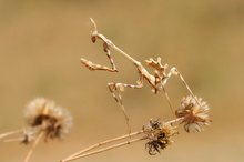 Haubenfangschrecke oder