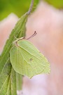 Zitronenfalter Überwinterung