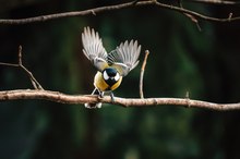 Kohlmeise - zwischen Halt und Aufbruch