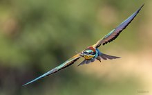 Bienenfresser im Anflug