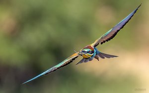 Bienenfresser im Anflug