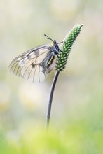 Schwarzer Apollo (female)