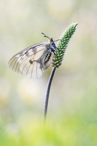 Schwarzer Apollo (female)