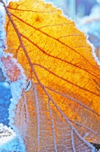 sonnendurchflutetes Buchenblatt