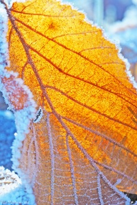 sonnendurchflutetes Buchenblatt