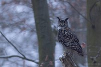 Ein Hauch von Winter