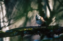 Blick nach Vorne - Haubenmeise
