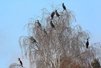Nur einer schaut zurück