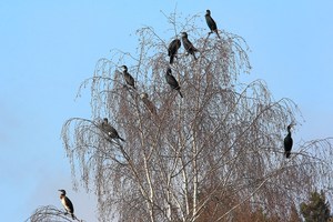 Nur einer schaut zurück