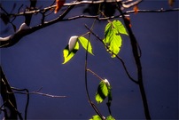 Brombeer auf Eis ...