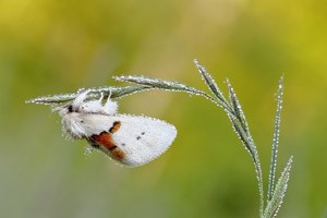 Ein Weißer Zahnspinner