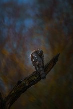 Sperber zur Wintersonnwende