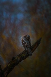 Sperber zur Wintersonnwende