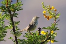 Karoo Prinia