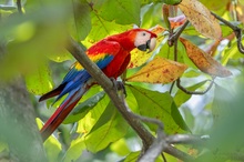 Scharlachara (Ara macao)