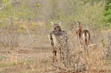 Defassa-Wasserböcke