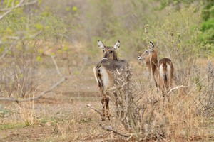 Defassa-Wasserböcke