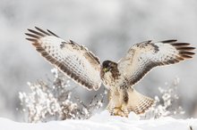 Da bin ich wieder…