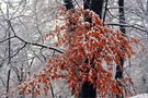 Allerletzte Grüsse vom Herbst ...