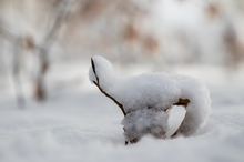 Winterschaf mit Winterlämmchen