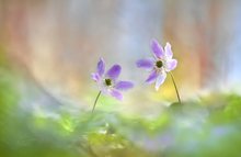 Frühlingserwachen ...,