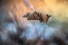 Wiesenstorchschnabel ((vertrocknet) Altglas))