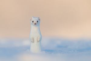 So schön kann Winter sein...
