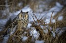 Schnee-Eule :)
