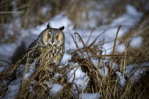 Schnee-Eule :)