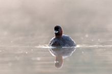 Zwergtaucher am frühen Morgen