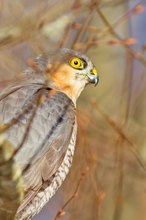 Zu nah und zu schnell...