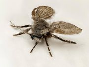 Badezimmer-Schmetterlingsmücke (Familie Psychodidae)