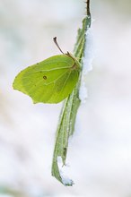 Ein bisschen Schnee.....