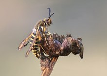 der Hornklee-Glasflügler....