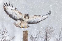 Es schneit in Ostfriesland...