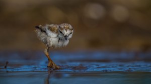 4 cm Flussregenpfeiffer