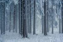 Winter im Fichtenwald