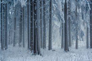 Winter im Fichtenwald