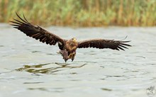 Seeadler