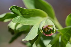 "Traditions"-Motiv - erster Frühblüher
