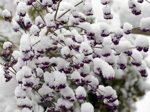 Callicarpa mit weißer Mütze ...